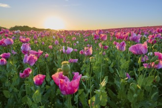 Opium poppy (Papaver somniferum), wide poppy field under a sunny sky, summer, Germerode, Geo nature