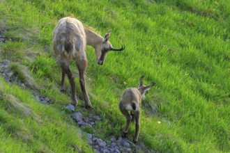 Chamois family climbing up a green mountain slope, mother leading, chamois, chamois, (Rupicapra
