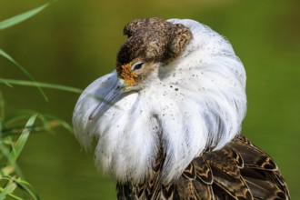 Close-up of a bird with impressive neck plumage and striking expression, Ruff (Calidris pugnax, Syn