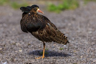 Bird with brown plumage on gravel, showing dorsal view, Ruff (Calidris pugnax, Syn.: Philomachus