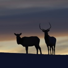 Wapitis (Cervus canadensis), North American deer, pair on a small hill, hilltop, silhouette against