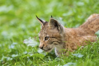 Eurasian lynx (Lynx lynx) youngster on a meadow, Bavaria, Germany, Europe