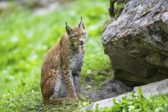 Eurasian lynx (Lynx lynx) under a huge rock, Austria, Europe