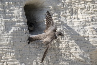 Sand martins (Riparia riparia), Emsland, Lower Saxony, Germany, Europe