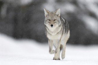 On the road... Coyote (Canis latrans) in the snow, light snowfall, wild coyote walks directly