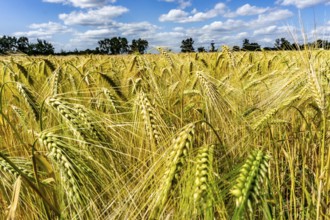 Grain field, in front of harvest, barley, near Bottrop-Kirchhellen, North Rhine-Westphalia,