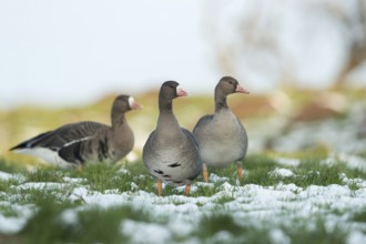 Wild geese... White-fronted geese (Anser albifrons), wild geese in the snow in their wintering area