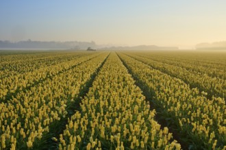 Misty morning over a wide field of yellow tulips under a softly glowing sky, Sassenheim, province