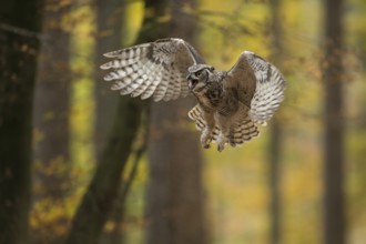 The approach... Virginia eagle owl (Bubo virginianus) in flight, popular North American owl species