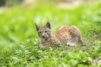 Eurasian lynx (Lynx lynx) youngster on a meadow, Bavaria, Germany, Europe