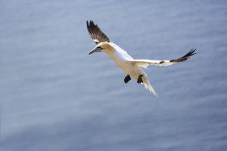 Northern gannet (Morus bassanus) on a bird cliff, flying over the sea, Helgoland Island,
