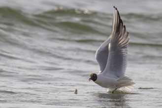 Black-headed gull (Chroicocephalus ridibundus) in summer plumage, flying above the sea surface,