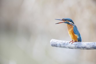 Kingfisher (Alcedo atthis) Germany