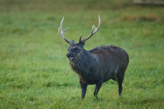 Sika deer (Cervus nippon), on a landscape with meadow and antlers, in autumn atmosphere, Germany,