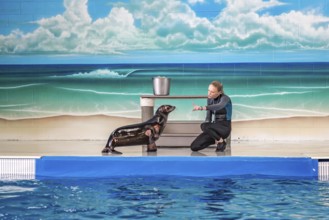 Trainer working with sea lion during show at Ocean Adventures Marine Park in Gulfport, Mississippi