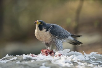 At the plucking site... Peregrine falcon (Falco peregrinus) with prey, presumably a pigeon, secured