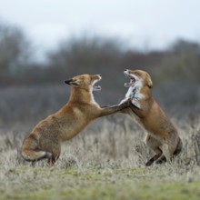 Red fox (Vulpes vulpes), foxes fighting, fight, two red foxes have come into conflict during the
