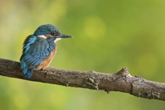 Kingfisher (Alcedo atthis), juvenile, freshly fledged young bird, still dull plumage colours