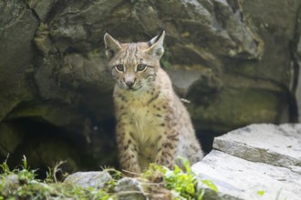 Eurasian lynx (Lynx lynx) youngster, Bavaria, Germany, Europe