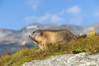 Alpine marmot (Marmota marmota) in autumn, Grossglockner, High Tauern National Park, Austria,