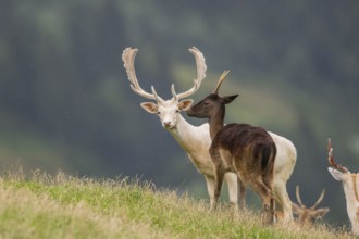 European fallow deer (Dama dama) stags on a meadow, tirol, Kitzbühel, Wildpark Aurach, Austria,