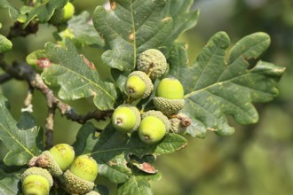 Acorns and leaves of sessile oak (Quercus sessiliflora), Wilnsdorf, North Rhine-Westphalia,