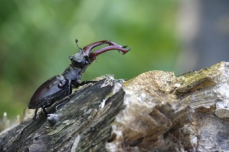 Fascinating stag beetle (Lucanus cervus), insect of the year 2012, June, Saxony, Germany, Europe