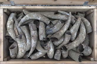 Cow horns in a wooden box, Bavaria, Germany, Europe