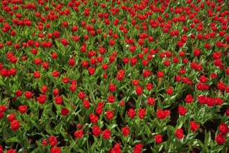 Red tulips in large numbers, densely planted and colourful, Keukenhof, Lisse, province of South