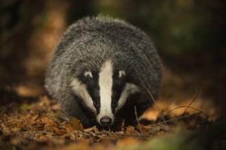 On the forest floor... European badger (Meles meles) foraging, frontal view, black and white