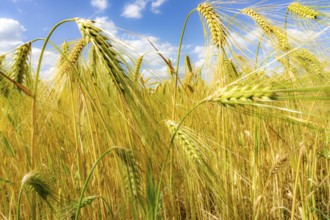 Grain field, in front of harvest, barley, near Bottrop-Kirchhellen, North Rhine-Westphalia,