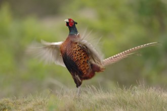 Courtship... Hunting pheasant (Phasianus colchicus), male, pheasant cock, standing erect on a small