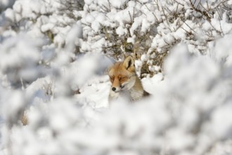 Hidden between bushes... Red fox (Vulpes vulpes) in the high snow, a winter fairy tale, native