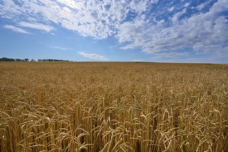 Untouched wheat field under a slightly cloudy summer sky, summer, Retzstadt, Main Spessart