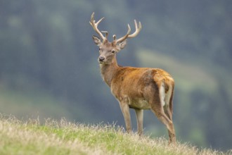 Red deer (Cervus elaphus) stag on a meadow in tirol, Kitzbühel, Wildpark Aurach, Austria, Europe