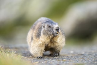Alpine marmot (Marmota marmota) in autumn, Grossglockner, High Tauern National Park, Austria,