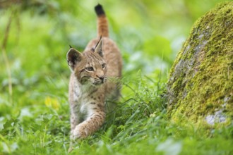 Eurasian lynx (Lynx lynx) youngster on a meadow, Bavaria, Germany, Europe
