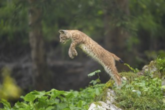 Eurasian lynx (Lynx lynx) youngster jumping in the air, Bavaria, Germany, Europe