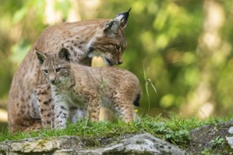 Eurasian lynx (Lynx lynx) mother with her youngster, Austria, Europe