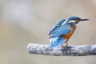 Kingfisher (Alcedo atthis) Germany