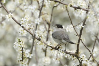 In the blooming hawthorn... Blackcap (Sylvia atricapilla), male in spring sitting in the bushes, in