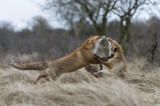 Demonstration of power... Red fox (Vulpes vulpes), two foxes fighting, one fox is clearly superior