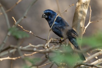 Ultramarine grosbeak (Cyanoloxia brissonii), adult male perched in tree, native to South America