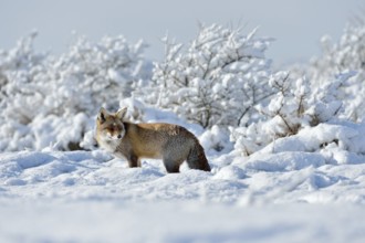 In a snow-covered landscape... Red fox (Vulpes vulpes) in winter, on a sunny day in high, freshly