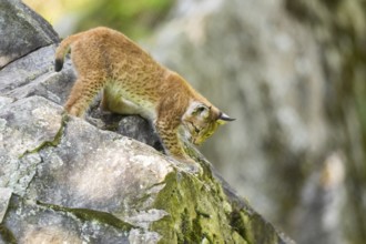 Eurasian lynx (Lynx lynx) youngster climbing on a rock, Bavaria, Germany, Europe