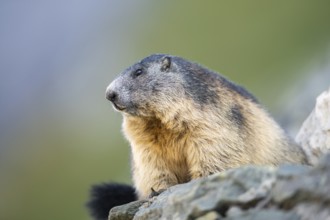 Alpine marmot (Marmota marmota) in autumn, Grossglockner, High Tauern National Park, Austria,