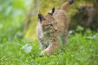 Eurasian lynx (Lynx lynx) youngster on a meadow, Bavaria, Germany, Europe