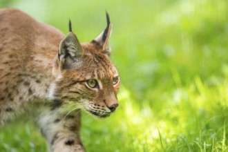 Eurasian lynx (Lynx lynx), portrait, Austria, Europe