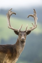 European fallow deer (Dama dama) stag, portrait, tirol, Kitzbühel, Wildpark Aurach, Austria, Europe