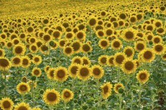 A wide field full of blooming sunflowers on a sunny day, summer, Thüngen, Main Spessart district,